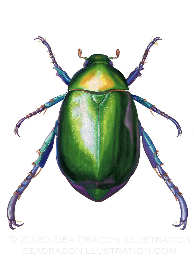 Anomala expansa (Taiwanese bronze scarab or flower beetle) rendered in ink and colored pencil