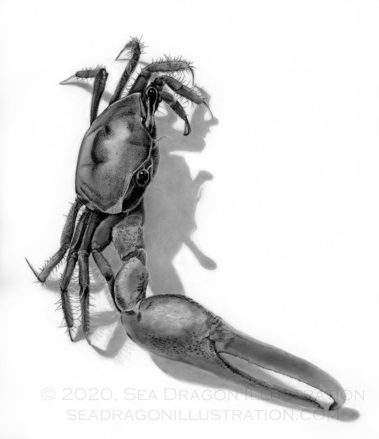 Fiddler crab (family Ocypodidae, species unknown) drawn from preserved specimen; carbon dust on drafting film