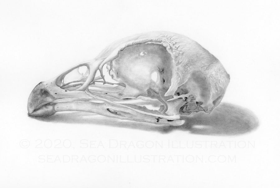 Domestic chicken (Gallus gallus) skull, drawn in graphite from dried specimen