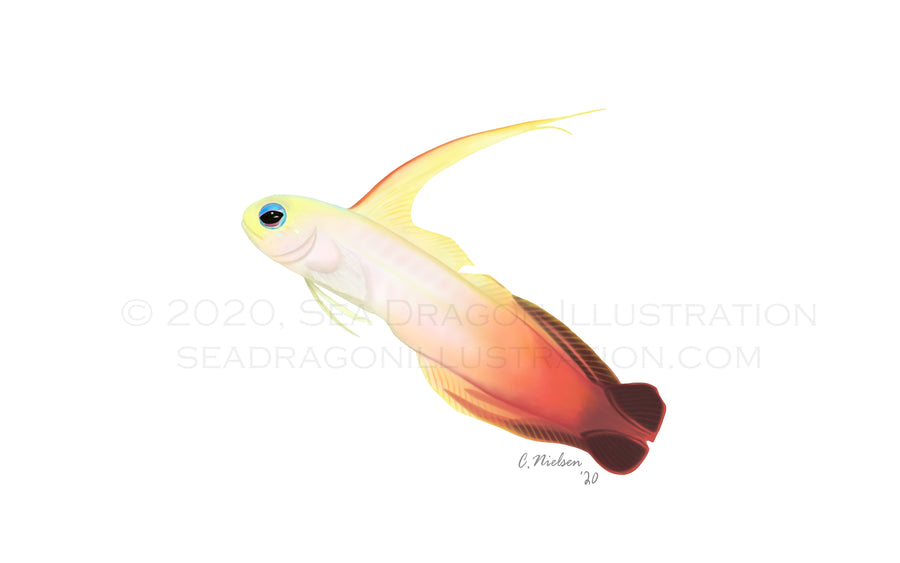 Firefish (Nemateleotris fasciata, also known as the fire goby or fire dartfish) digital illustration