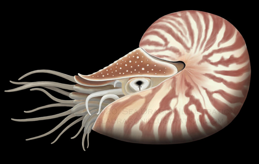 Chambered nautilus (Nautilus pompilius) digital illustration