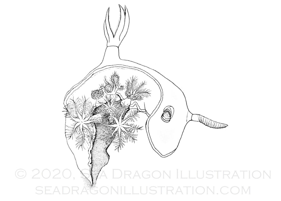 Nudibranch (Hypselodoris bullockii), drawn in black Micron pen on paper