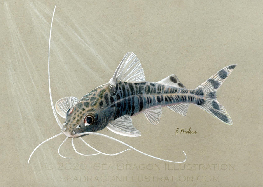 Pimelodus pictus catfish (spotted or angelicus catfish), rendered in Derwent inktense and colored pencil
