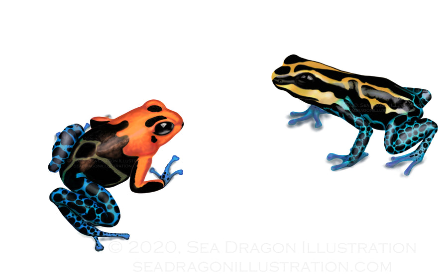 Poison dart frogs (Ranitomeya fantasticus and R. variabilis) digital drawing
