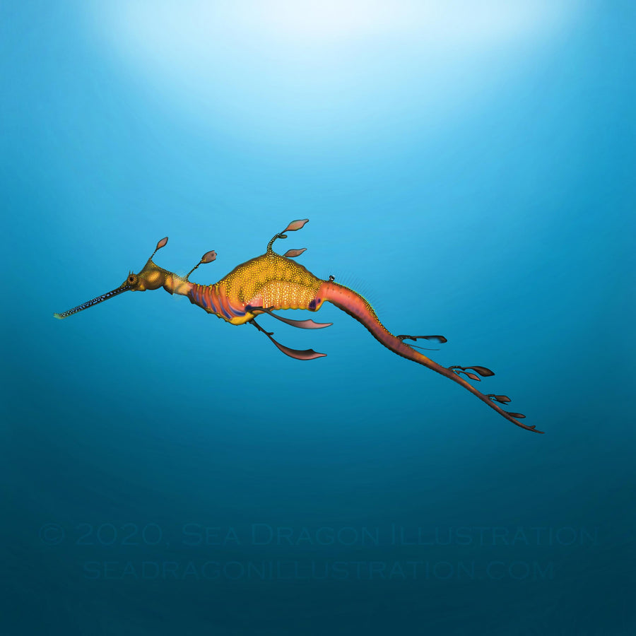 Common or weedy sea dragon (Phyllopteryx taeniolatus) digital painting