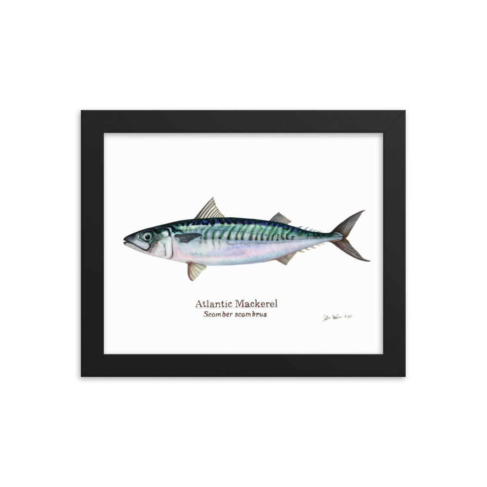 Atlantic Mackerel Framed Poster