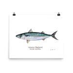 Load image into Gallery viewer, Atlantic Mackerel Poster
