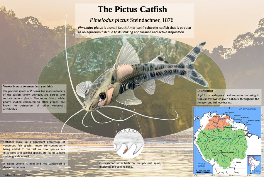 Pimelodus pictus catfish anatomy, composite illustration informational poster (mixed media and digital)