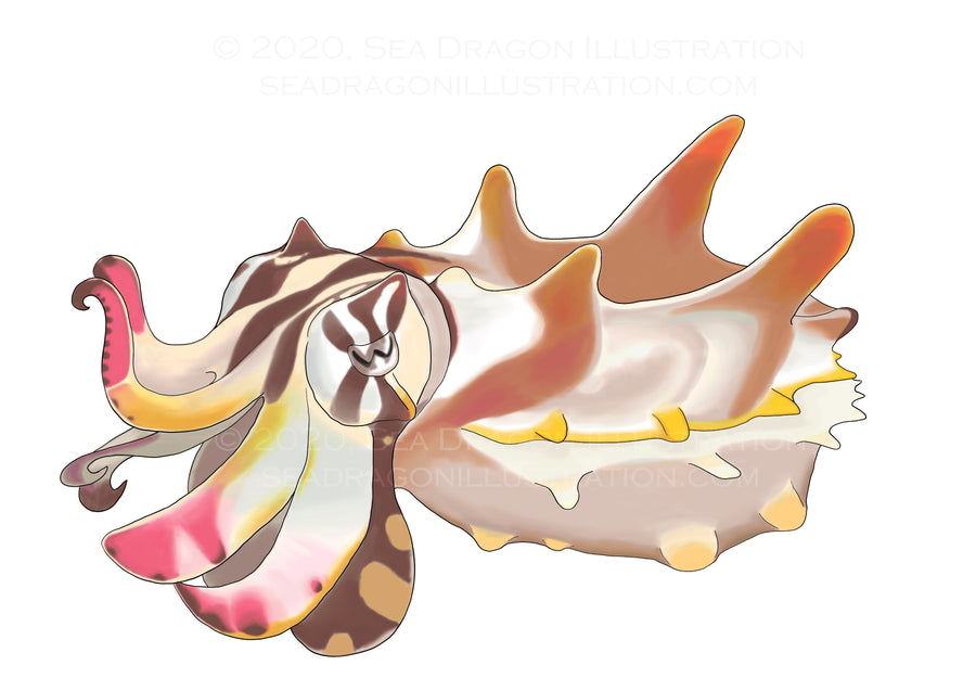 Flamboyant cuttlefish (Metasepia pfefferi) digital illustration, drawn to mimic the look of a Micron/Copic drawing