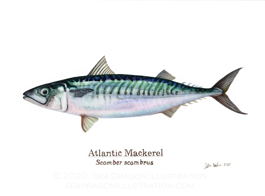 Atlantic mackerel (Scomber scombrus) painting. Watercolor on hot-press paper.