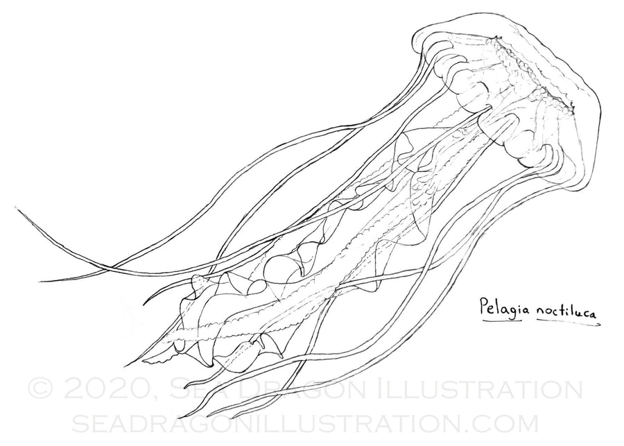 Pelagia noctiluca or mauve stinger jellyfish, drawn on paper with black Micron pen