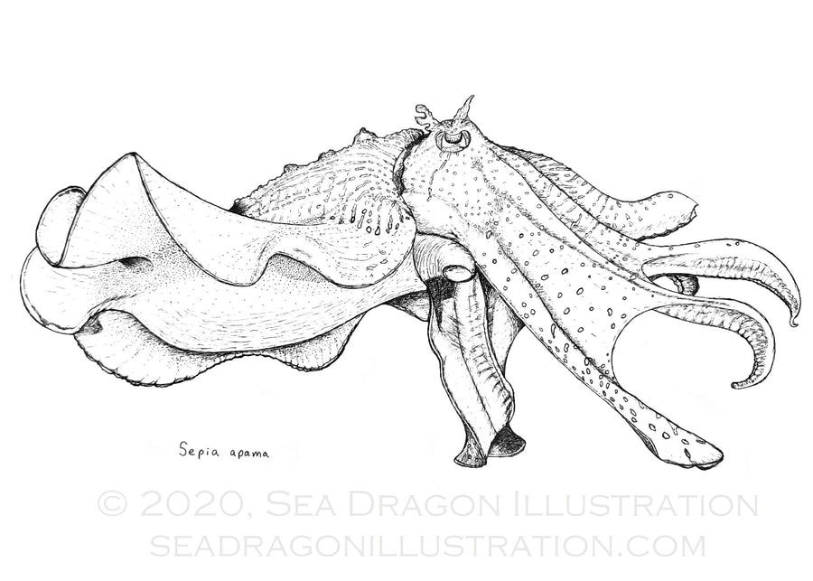Australian giant cuttlefish (Sepia apama) drawn in black Micron pen on paper