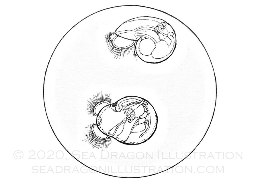 Marine snail veliger specimens in a petri dish, viewed through a microscope at 30x magnification; Micron pen on paper