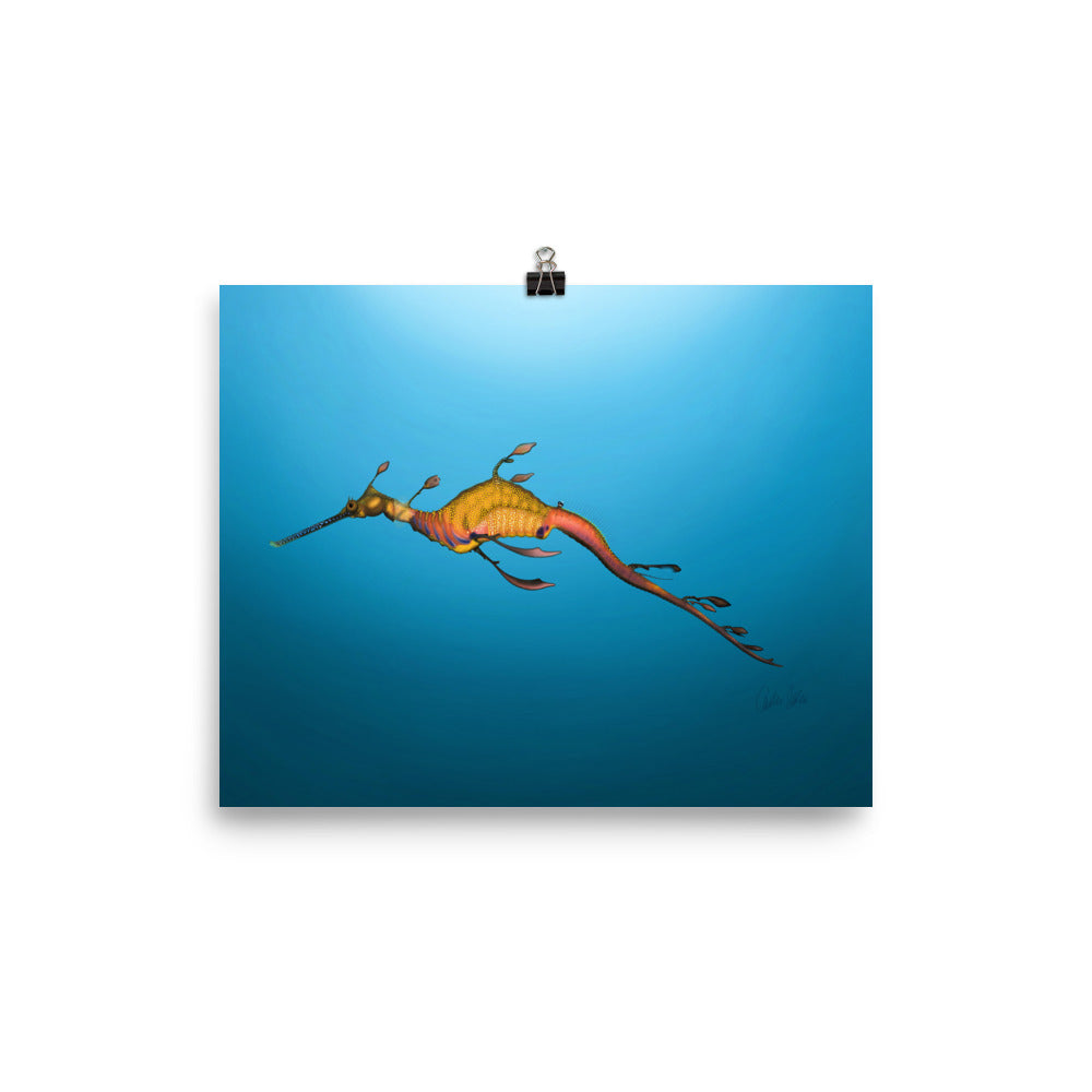 Weedy Sea Dragon Poster