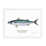 Load image into Gallery viewer, Atlantic Mackerel Framed Poster
