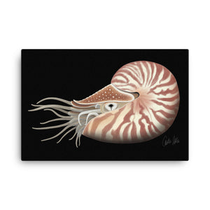 Chambered Nautilus Canvas Print