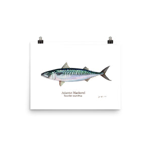 Atlantic Mackerel Poster