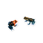 Load image into Gallery viewer, Poison Dart Frogs Kiss-Cut vinyl sticker
