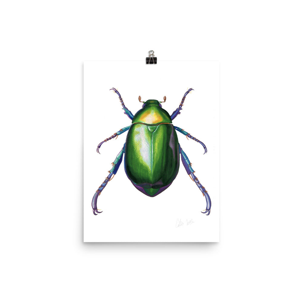 Jewel Scarab Beetle Poster
