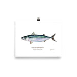 Load image into Gallery viewer, Atlantic Mackerel Poster
