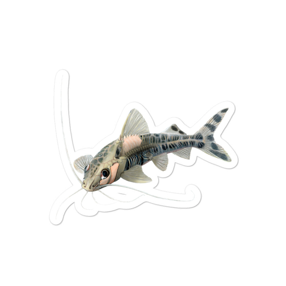 Pictus Catfish (X-ray) Kiss-Cut vinyl sticker