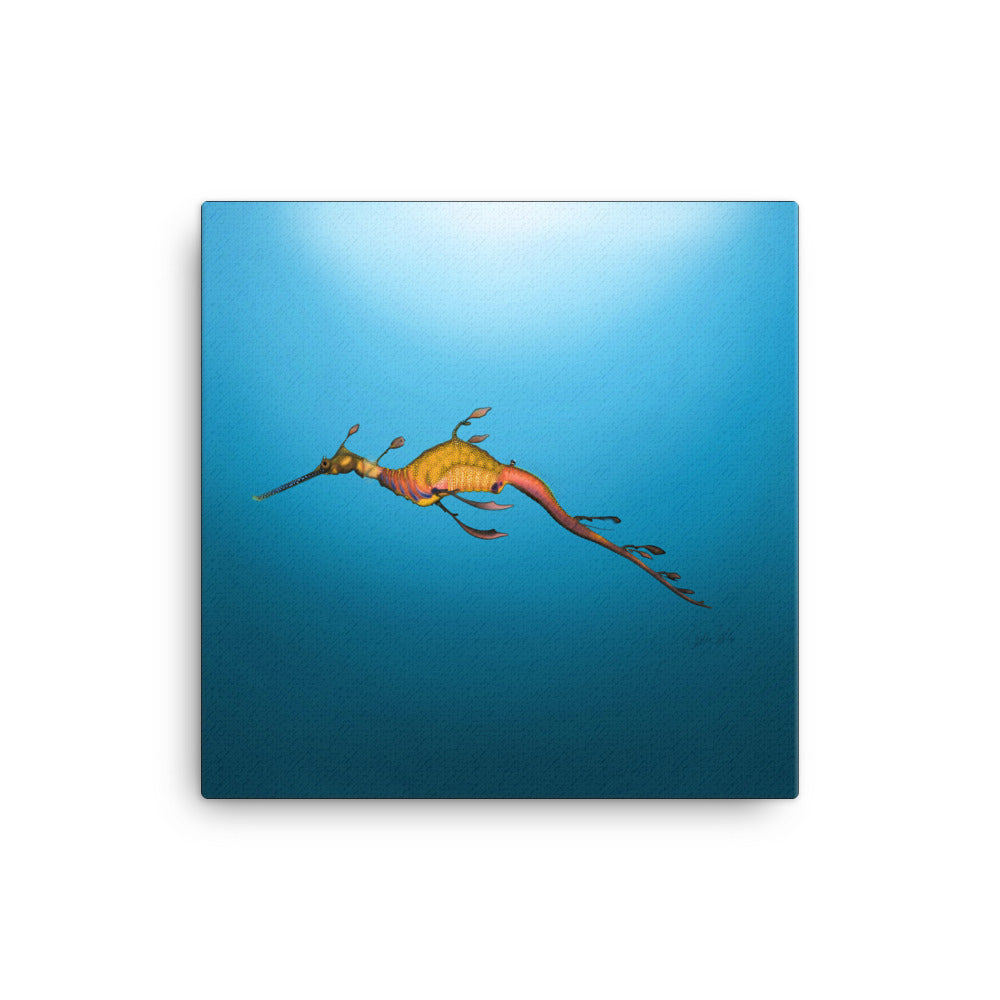 Weedy Sea Dragon Canvas Print