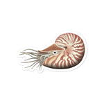 Load image into Gallery viewer, Chambered Nautilus Kiss-Cut vinyl sticker
