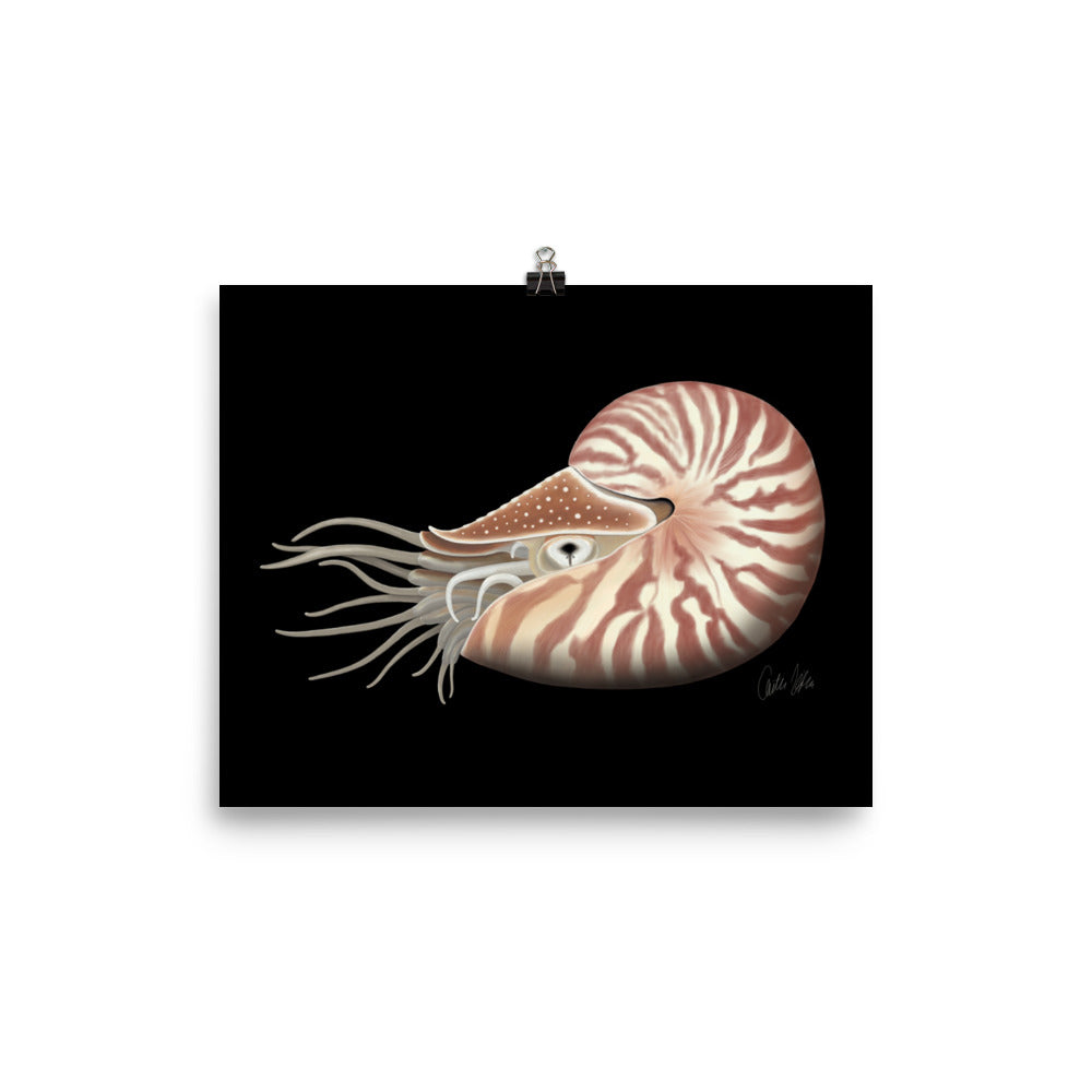 Chambered Nautilus Poster