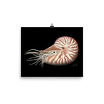 Load image into Gallery viewer, Chambered Nautilus Poster
