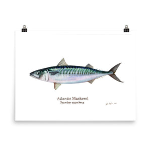Atlantic Mackerel Poster