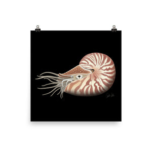 Chambered Nautilus Poster