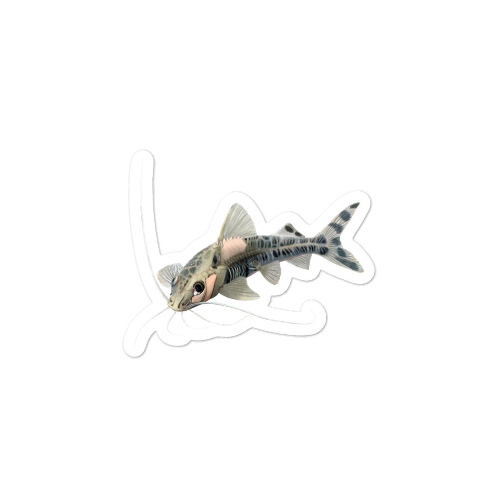 Pictus Catfish (X-ray) Kiss-Cut vinyl sticker