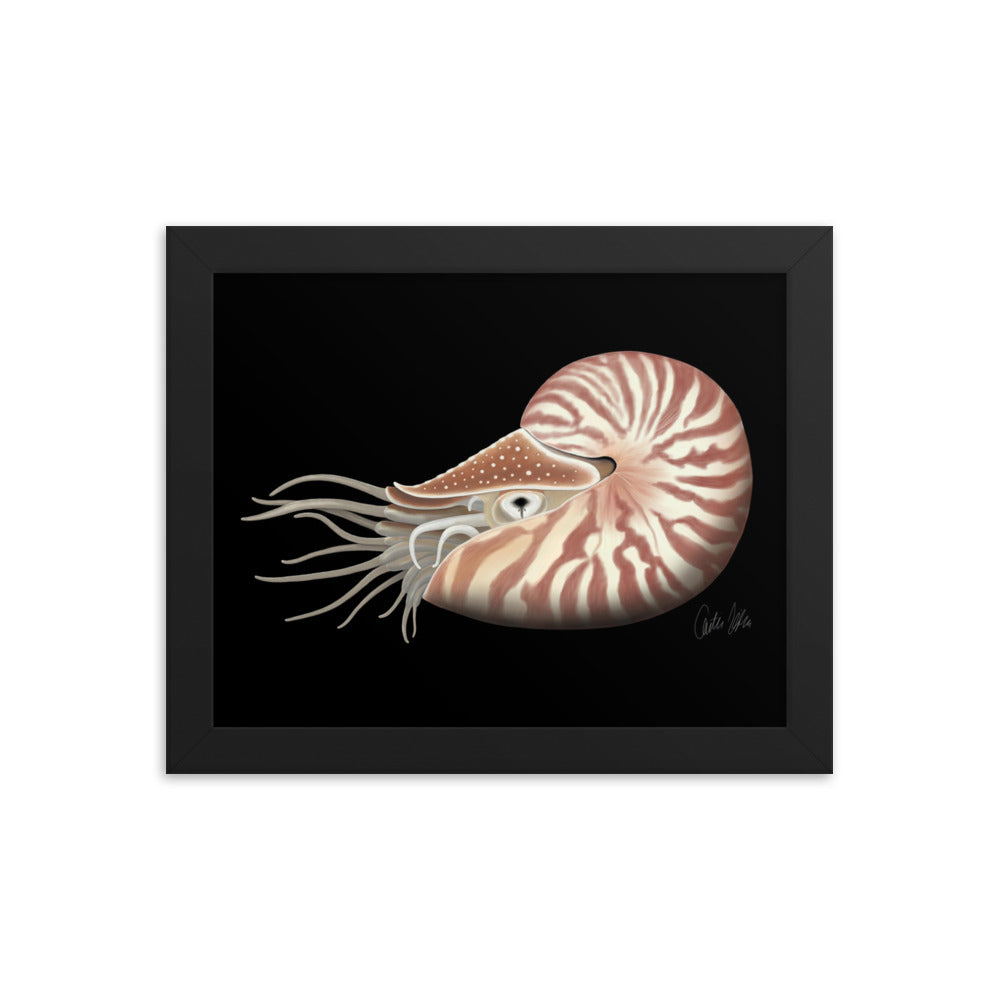 Chambered Nautilus Framed poster