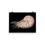 Load image into Gallery viewer, Chambered Nautilus Poster
