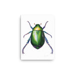 Load image into Gallery viewer, Jewel Scarab Beetle Canvas Print
