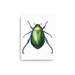 Jewel Scarab Beetle Canvas Print