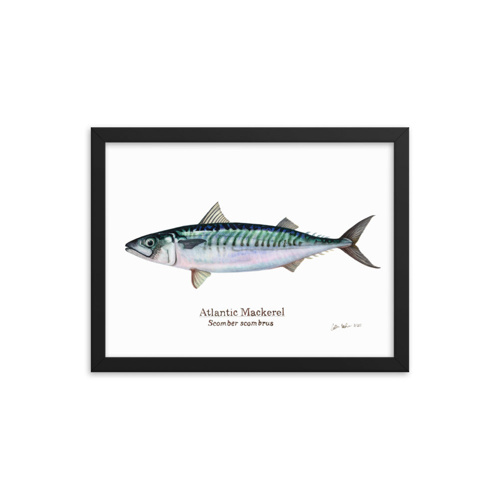 Atlantic Mackerel Framed Poster