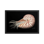 Load image into Gallery viewer, Chambered Nautilus Framed poster
