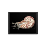 Load image into Gallery viewer, Chambered Nautilus Framed poster
