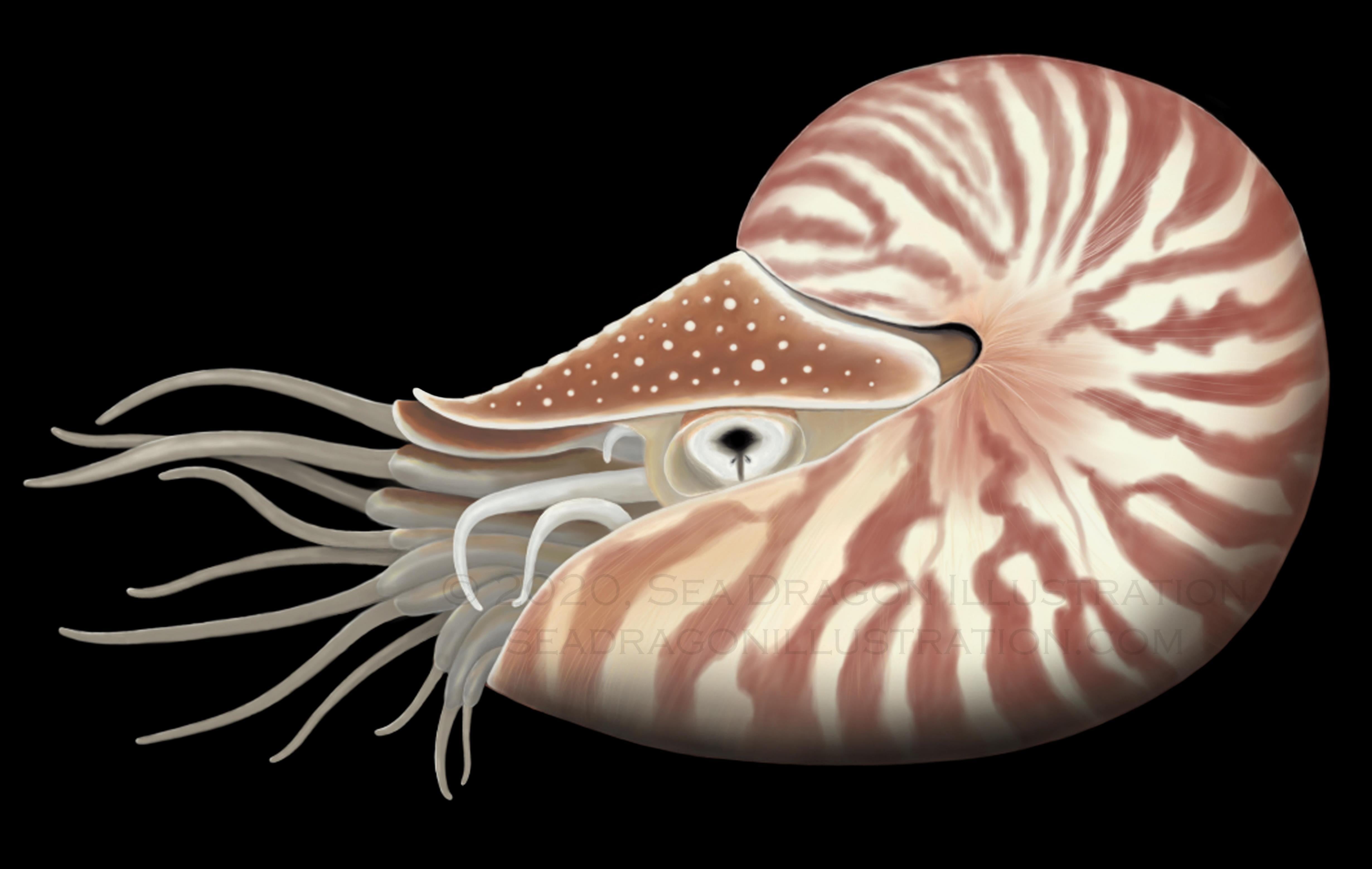 Chambered Nautilus Postcard