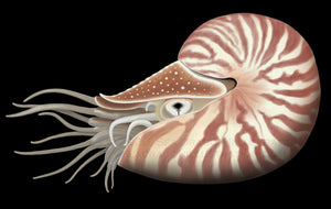 Chambered Nautilus 5" x 7" Art Card