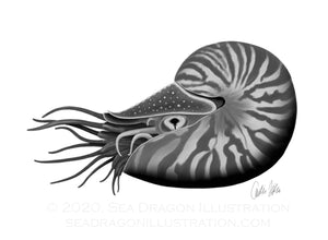 Black & White Nautilus Postcard