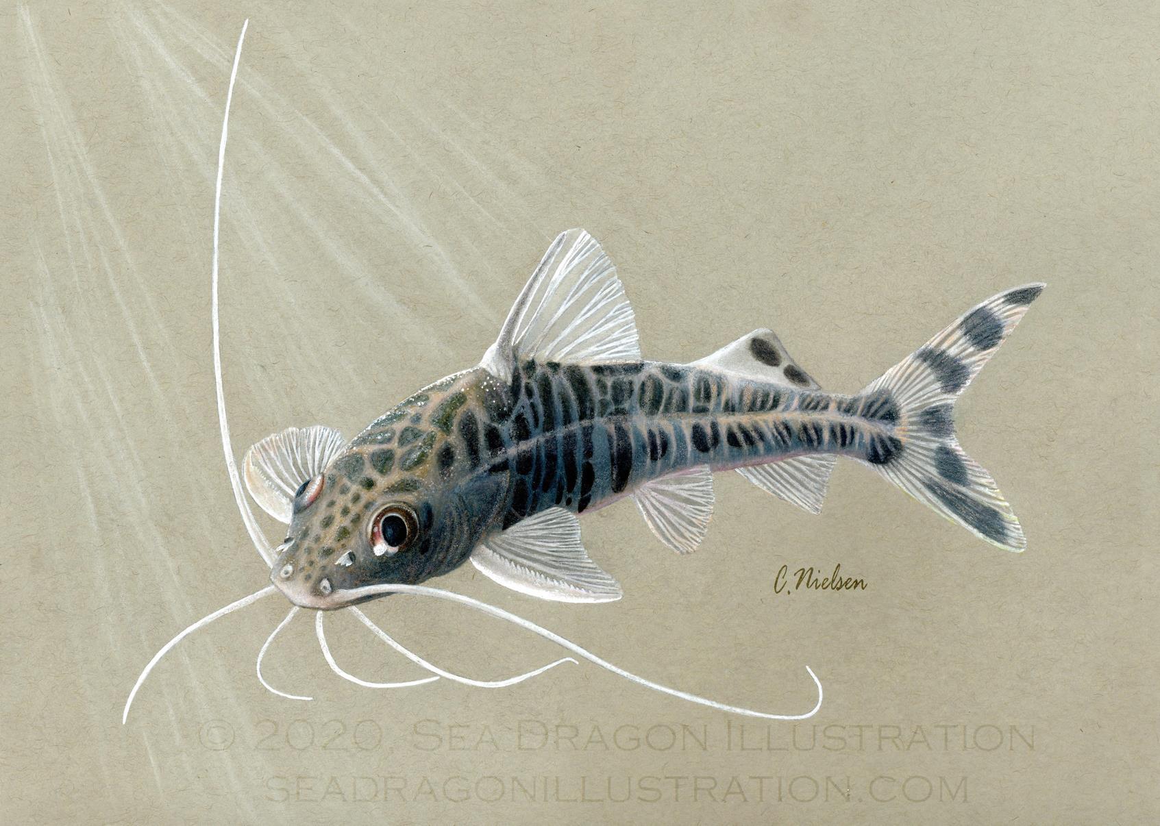 Pictus Catfish 5" x 7" Art Card