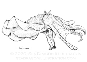 Australian Giant Cuttlefish 5" x 7" Art Card