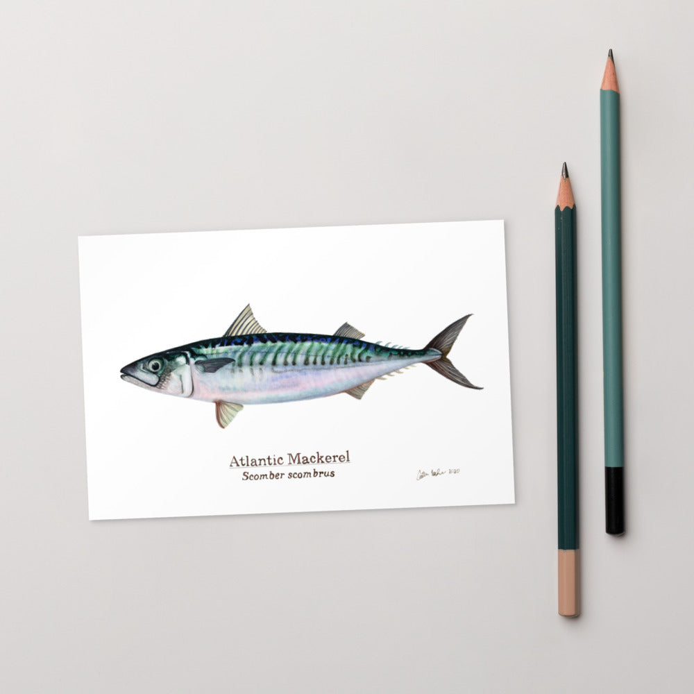 Atlantic Mackerel Standard Postcard